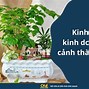 Mã Ngành Kinh Doanh Hoa Cây Cảnh