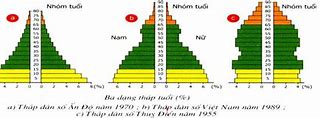 Tháp Dân Số Việt Nam Năm 2020